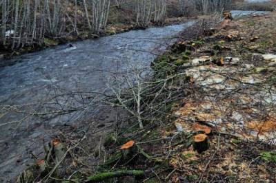 Kantvegetasjonen er lovbeskyttet – ikke bare å hogge
