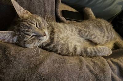 Katten Nusse (2) ble skutt: – Kan ikke beskrive hvor vondt det var