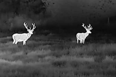 Debatt: Jakt med termisk kikkert er en katastrofe for naturen