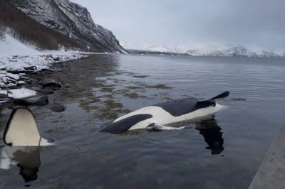 Hval drept av båt i Norge