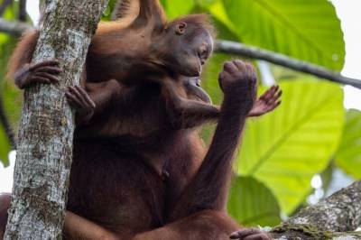 Disse orangutangene arrangerer leketreff for ungene sine i jungelen