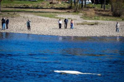 Se, en hvithval i Drammenselva!