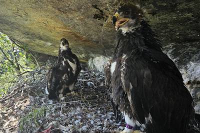 Her kom det flest nye kongeørner i fjor