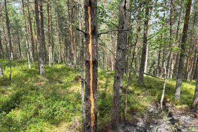 Her slo lynet ned