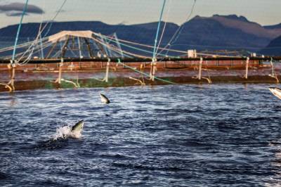 Det manglet ikke advarsler mot lakseskatten