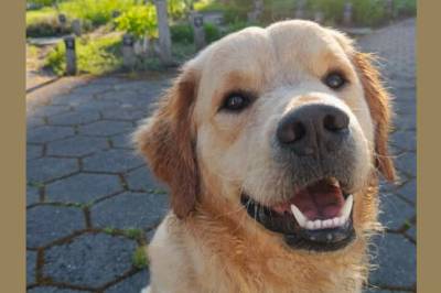 - Ble livredd og døde