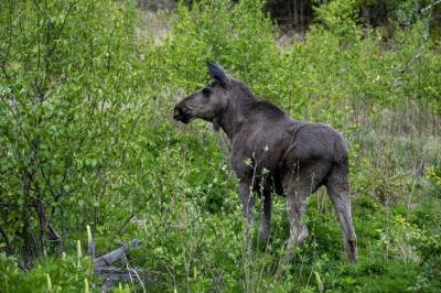 Når maten svikter, svekkes elgen i flere generasjoner
