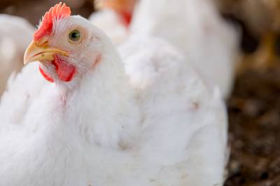 Jeg har en høne å plukke med Mattilsynet