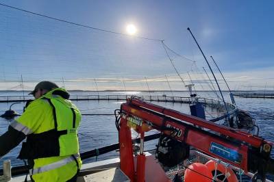 Sintef: To av tre i havbruk bekymrer seg for helse og sikkerhet