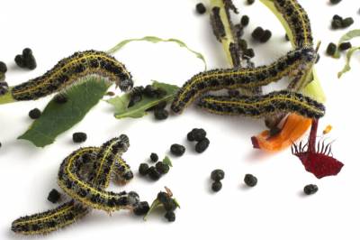 Kvifor snakkar ingen om insektbæsjen?