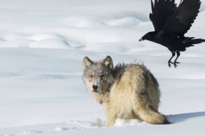 Ravnen finner seg mat på en annen måte enn forskerne trodde