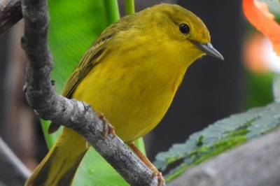 Hva synger egentlig hunnfugler om?