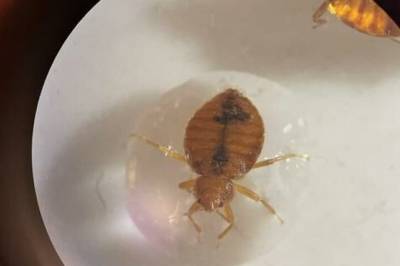 Dette er vegge­dyr redde for