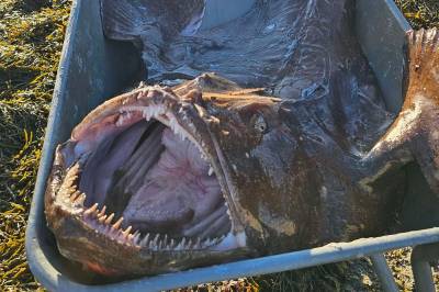 Uventet funn: – Prøvde å redde den