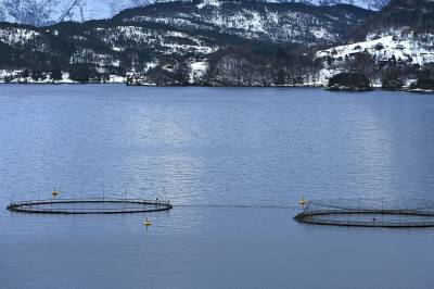 Masseavslag til oppdrettere: – Fjorden tåler ikke mer