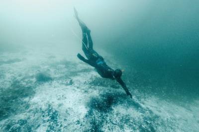 Hva er disse hvite mattene på bunnen av Oslofjorden?