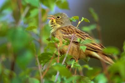 Utryddet som følge av mer intensivt jordbruk