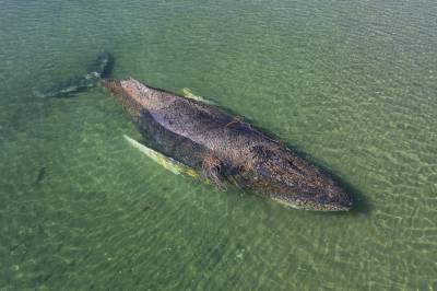 Knølhvalen «Timmy» strandet for tredje gang