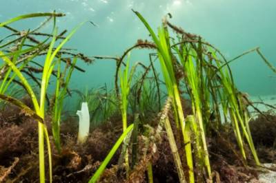 Slik vil forskarane hindre at blomsterengene i havet forsvinn