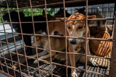 Indonesias hovedstad forbyr hundekjøtt og kattekjøtt