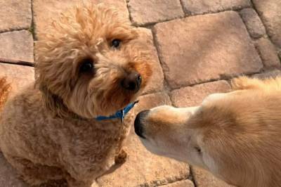 Forlater valp på flyplassen