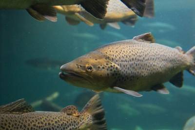 Forskere tar i bruk KI for å bekjempe lakselus