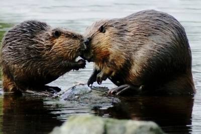 Beverhistorien Norge kan være stolt av
