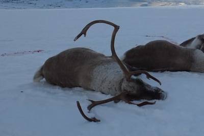 Ti år med skrantesyke: Hjalp det å skyte 2000 villrein?