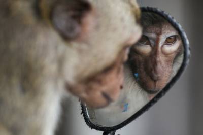 Skulle rydde miner: Evakuert etter apeangrep