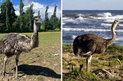 Emu på rømmen etter husbranner i Namsos
