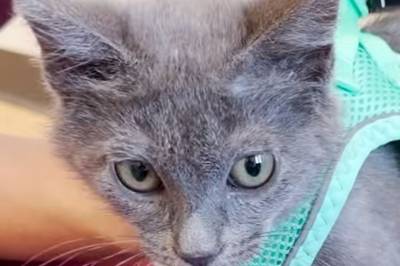 Denne lille katten lærte å gå ved hjelp av Lego