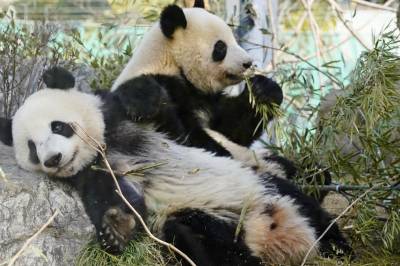 Desse pandaane må tilbake – Japan i diplomatiskvis med Kina