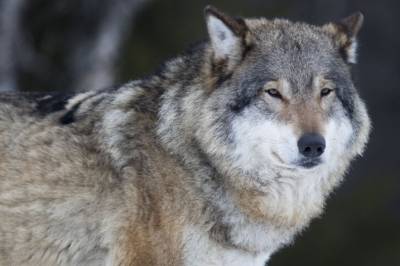 Verdens tidligste hund er funnet: – Forskere har prøvd i årevis