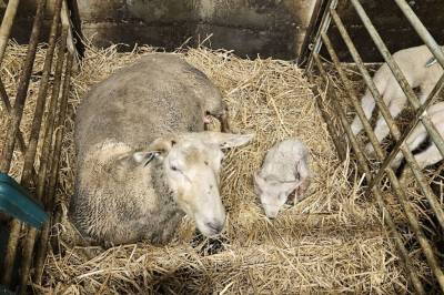 Slik kan du sjekke at du velger mat fra dyr som har hatt det godt