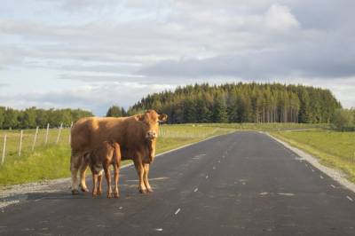 Sett utenfra: Jeg, en produksjonsenhet eller biomasse?