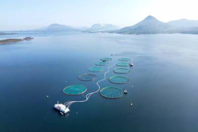 Lakseskatten har bare gitt en brøkdel av ventede inntekter