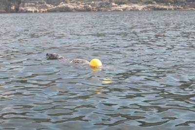 Finner sel fanget i fiskegarn
