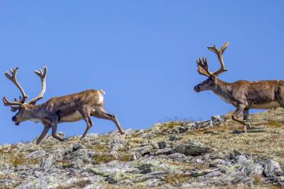Villrein-tiltak stenger hytter og stier – høy terskel for nye inngrep på Hardangervidda