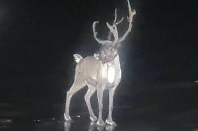 «Rudolf» rømte fra julemarked