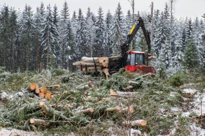 Stort prosjekt avdekker nye funn om skogen: Dette er konsekvensene av flatehogst