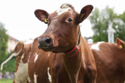 Prompereduserende tiltak for kyr legges på is