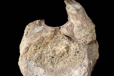 Lå glemt i skuff i 40 år – viste seg å være unikt dinosaurfunn