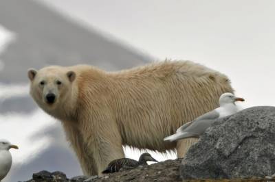Ny studie av isbjørnene på Svalbard: – Noe helt annet enn vi hadde forventet, sier forsker