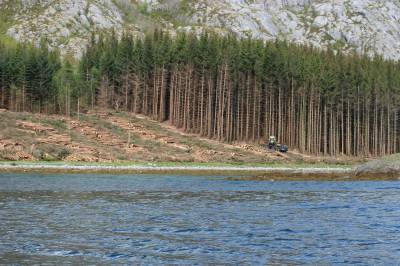 Nyplanting bør ikke skje