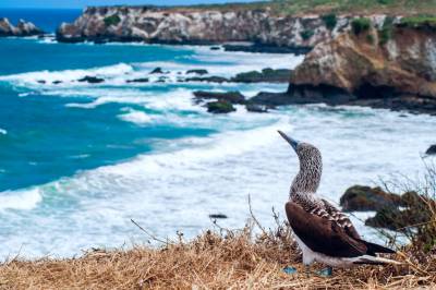 Redder sjøgress og franske østers: Nye løsninger gir nytt liv til Europas kystområder