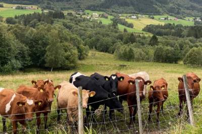 Står norsk landbruk og folke­helse i en uløselig konflikt?