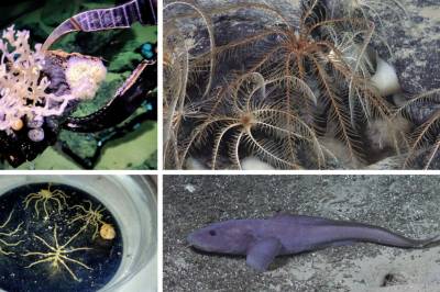 Sjeldan innsyn i lite kjent dyreliv