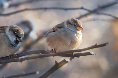 Livskraften i en liten gråspurv kan hjelpe oss å redde andre truede dyr