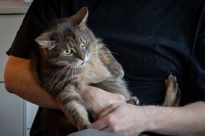 Katten vandrer fritt i byfjellene. Nå kommer Mattilsynet med en tydelig melding.