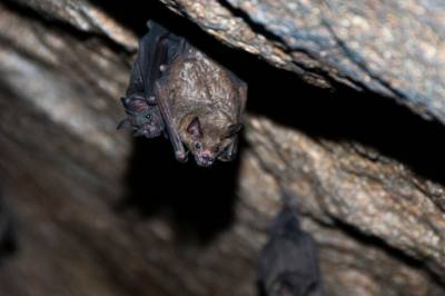 Tester flaggermus­vaksine for å beskytte mennesker mot farlige sykdommer